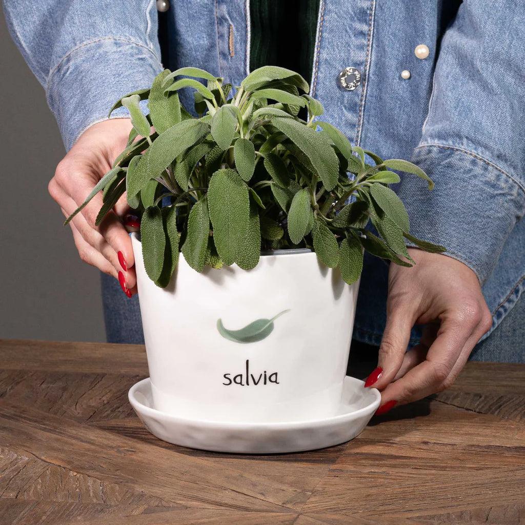 Simple Day vaso Salvia 10010936SALVIA Simple Day